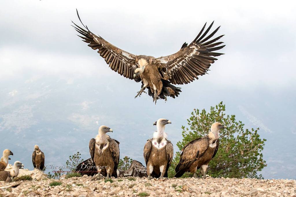 groupe de vautours en sierra de guara